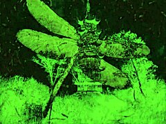 dark lantern presents the dragonfly 😊