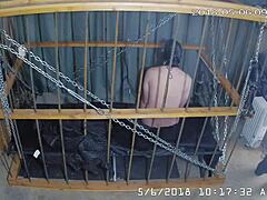 Gay bound in cage cam feed