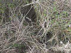 法国绿帽继母一边小便一边展示毛茸茸的小穴