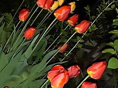 先邀请邻居欣赏花朵，然后操她的嘴 - 女孩飞高潮