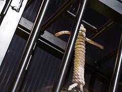 i’m locked in a bdsm cage, blindfolded for wild fetish babe action