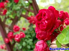 内衣主妇蒸汽淋浴双重插入 😜