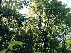 Public Jerkoff in Park