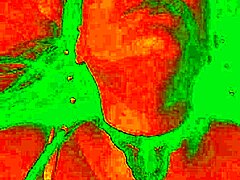 哥伦比亚辣妹Bluee自然大奶狂晃 被狂舔骚穴爽翻天