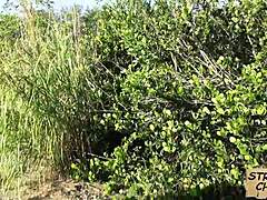 hey teen nadia capri loves that cock pov pickup